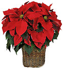 6" Red Poinsettia from Arthur Pfeil Smart Flowers in San Antonio, TX
