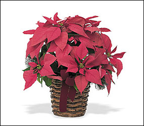 Red Poinsettia from Arthur Pfeil Smart Flowers in San Antonio, TX