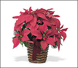 Red Poinsettia from Arthur Pfeil Smart Flowers in San Antonio, TX